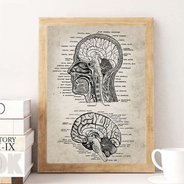 anatomical brain drawing