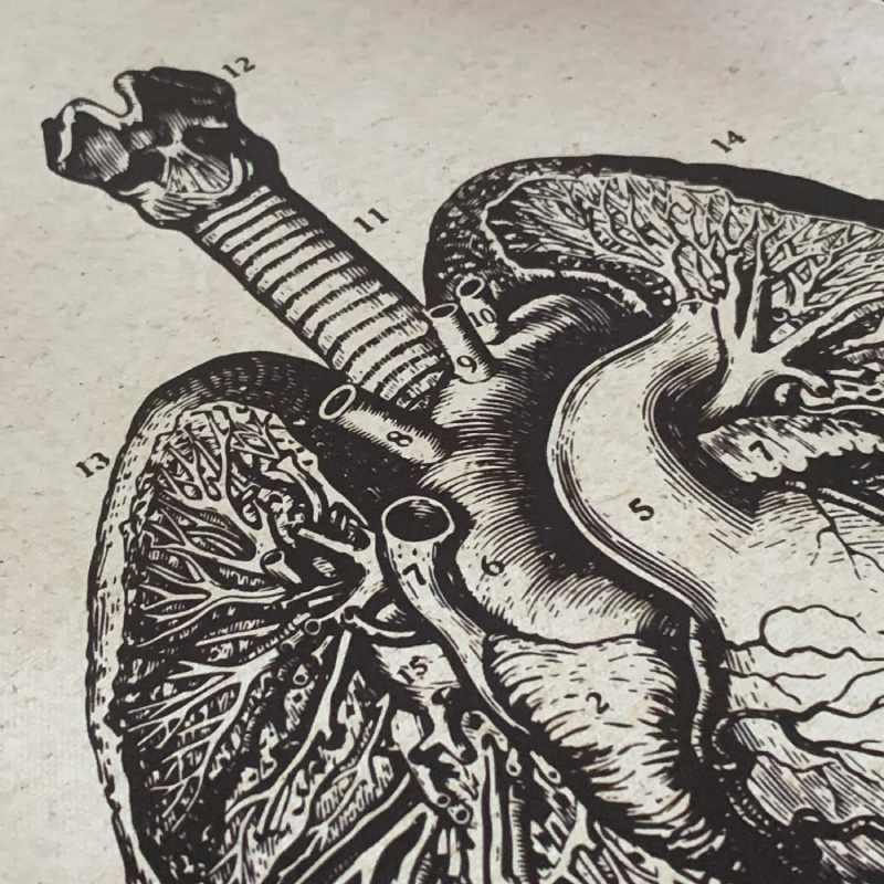 heart and lung poster detail
