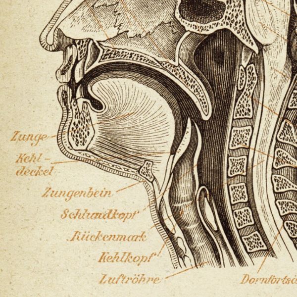 head diagram