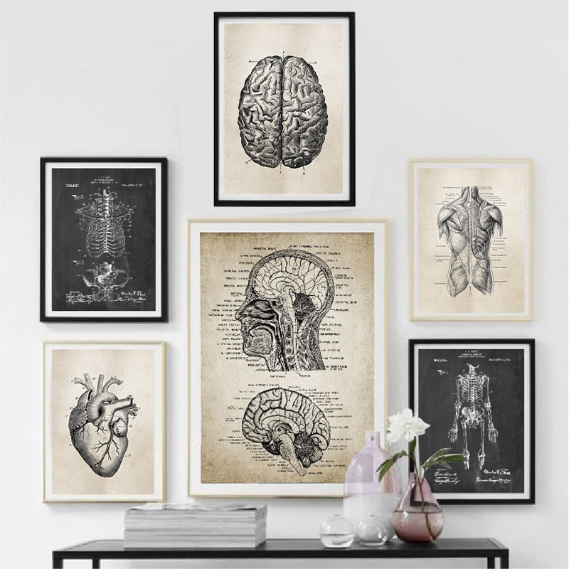 Steampunk brain anatomy drawing