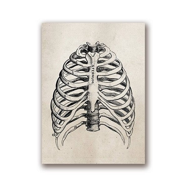 Steampunk ribs bones drawing