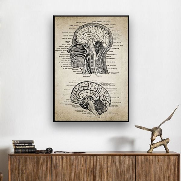 vintage brain diagram